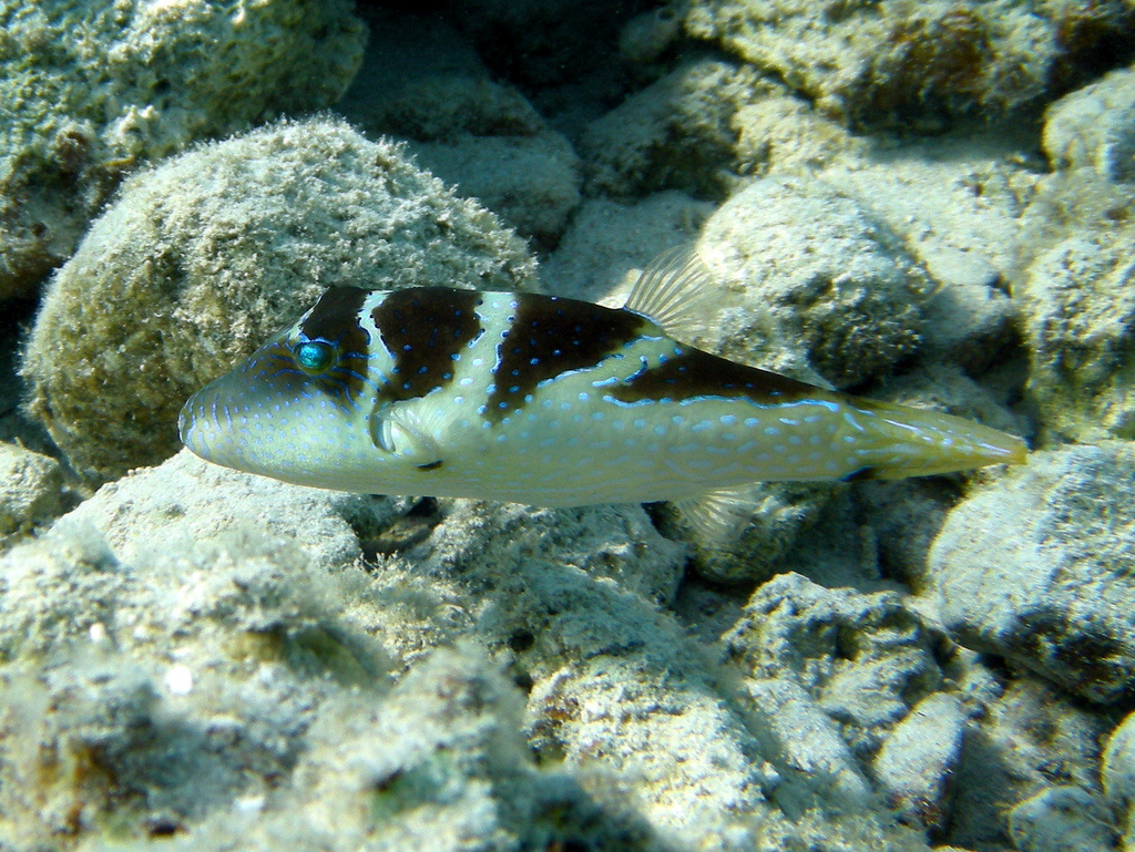 florida puffer fish
